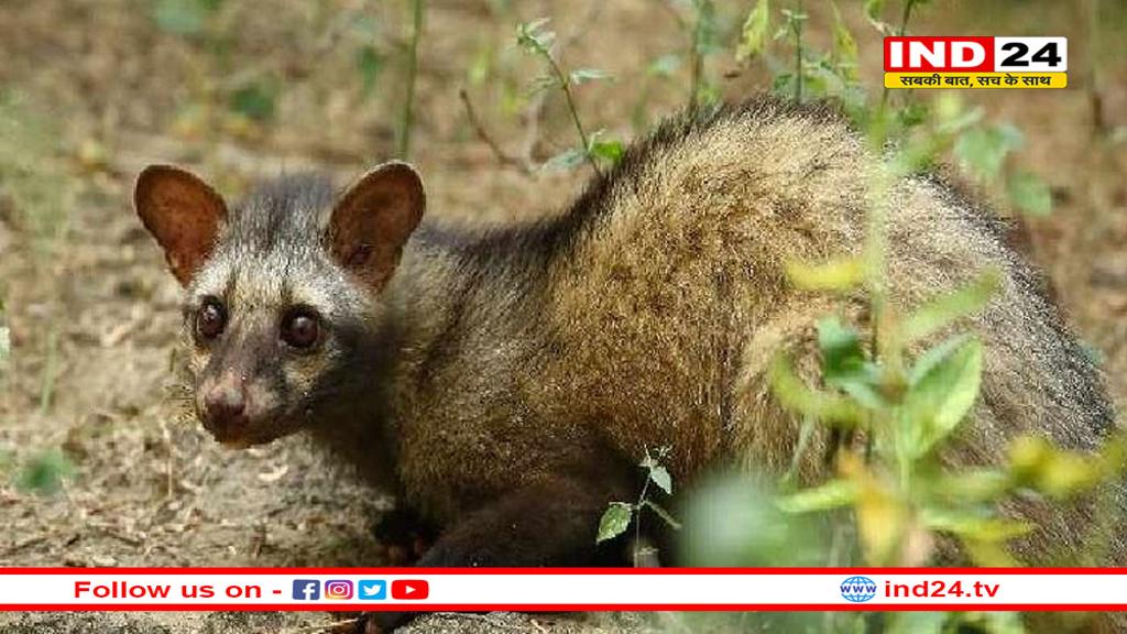 बांधवगढ़ नेशनल पार्क में दिखी दुर्लभ सिवेट कैट, इसके खाए बीज से तैयार होती है विश्व की सबसे महंगी कॉफी