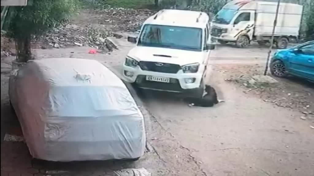 CG News : कार चालक ने बेरहमी से कुत्ते को गाड़ी से कुचला, वीडियो हुआ वायरल।