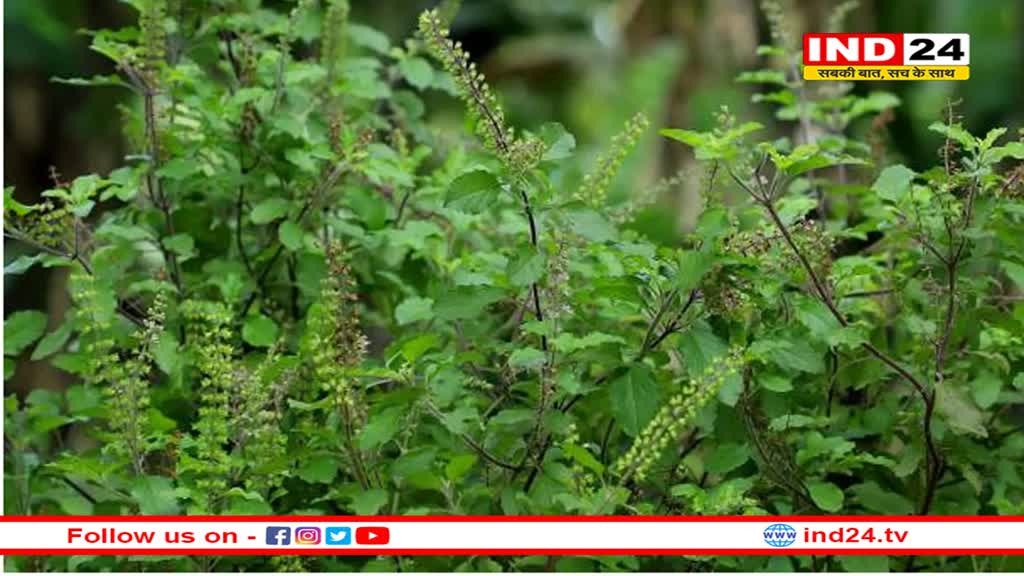 इस चीज के बिना कृष्ण जी का भोग रहता है अधूरा , इससे सेहत को भी मिलते हैं ढेरों फायदे