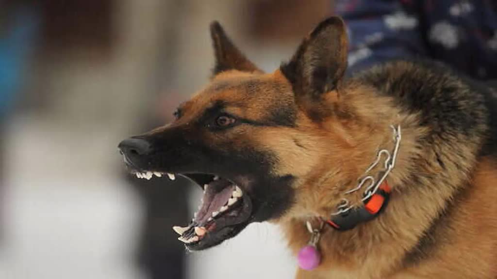 CG NEWS :  कुत्ते के काटने पर पीड़ितों के परिजनों ने थाने में किया हंगामा