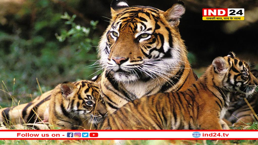 संजय गाँधी टाइगर रिजर्व में T28 मौसी बाघिन शावकों को सीखा रही शिकार की कला