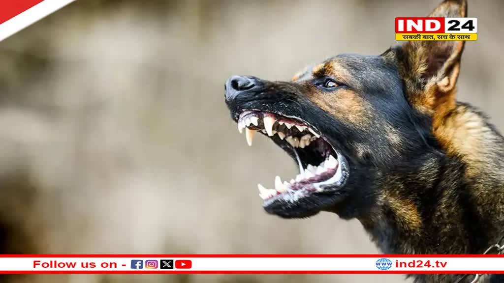 MP News: बढ़ते डॉग बाइट मामलों के चलते भोपाल मेयर ने शहरवासियों को कुत्तों से बचने की दी सलाह