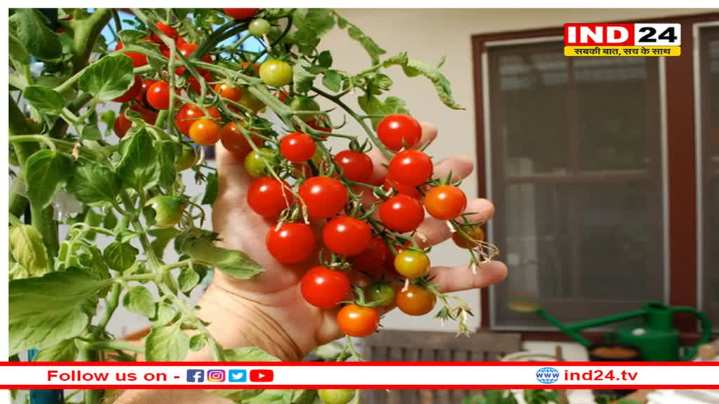 सर्दियों में पौधों की देखरेख के लिए अपनाएं ये तौर-तरीके, जो बड़ा सकते हैं उनकी जिन्दगी