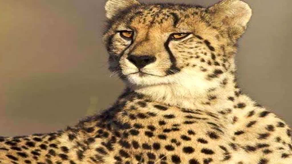 cheetahs: 18 फरवरी को कूनों नेशनल पार्क में आएंगे 12 नए चीते, विशेष विमान ने भरी उड़ान