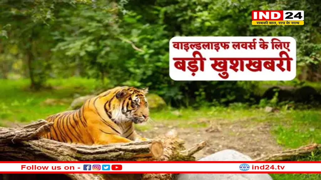 टाइगर स्टेट MP के इस शहर में बनेगा ‘टाइगर कॉरिडोर’, 4 नेशनल पार्क को करेगा सीधा कनेक्ट