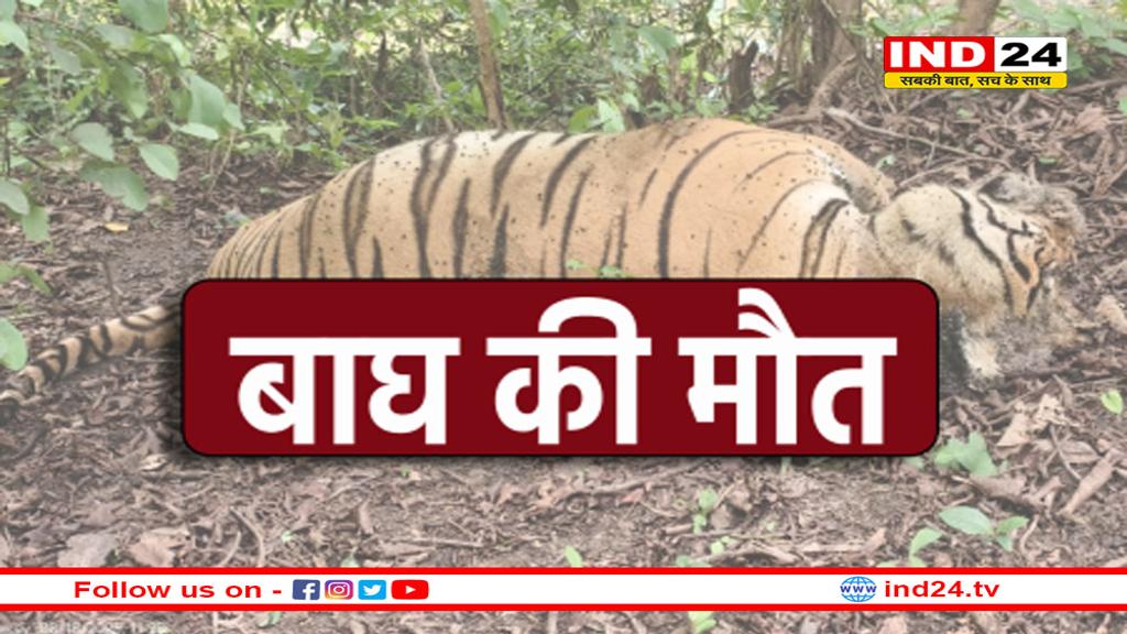 एमपी में फिर एक बाघ की मौत, पेंच टाइगर रिजर्व में मिला शव