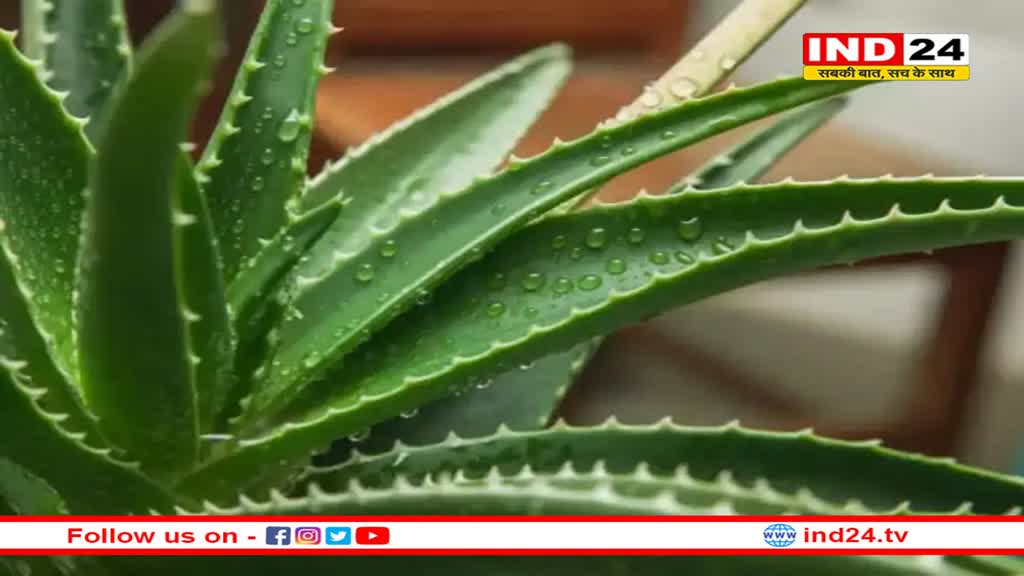 कहीं आपने तो नहीं घर में लगा रखा है जहरीला एलोवेरा?