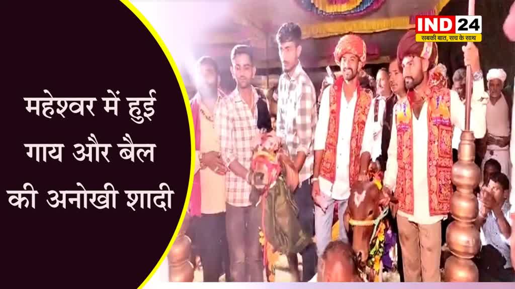  अनोखी शादी: गाय बनी दुल्हन, दूल्हा बना बैल, डीजे की धुन पर नाचते हुए पहुंचे हजारों बराती