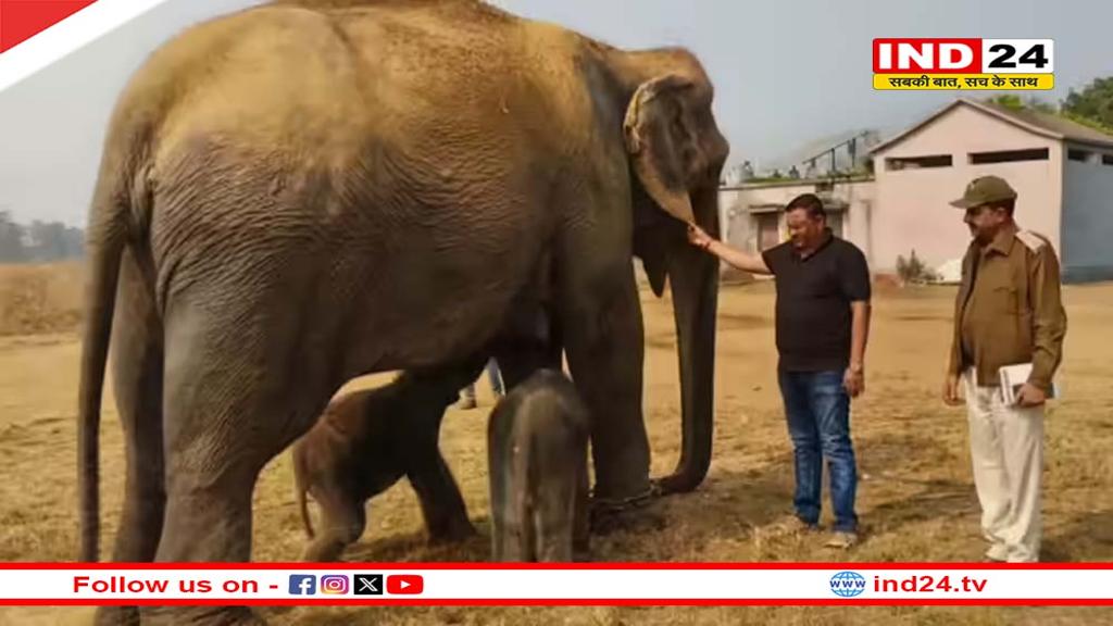 57 की उम्र में मां बनी ‘अनारकली’, पन्ना टाइगर रिजर्व के इतिहास में पहली बार जन्मे हाथी के जुड़वा बच्चे