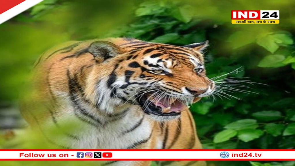 मध्यप्रदेश में बाघ संरक्षण: नवीन तकनीक और रणनीतियां