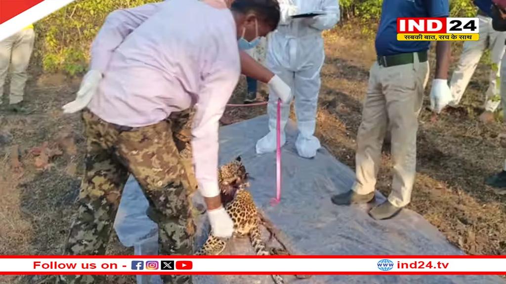 बांधवगढ़ में फिर 'टेरेटरी फाइट' की आशंका! नर तेंदुआ मृत 