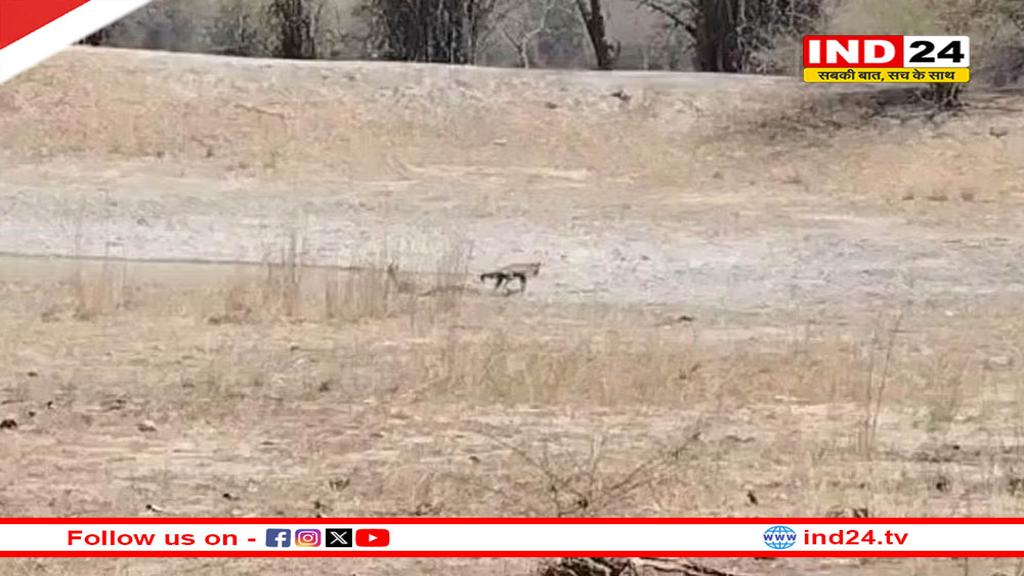 बांधवगढ़ टाइगर रिजर्व में दुर्लभ वन्य-प्राणी सोन कुत्ते पाये गये