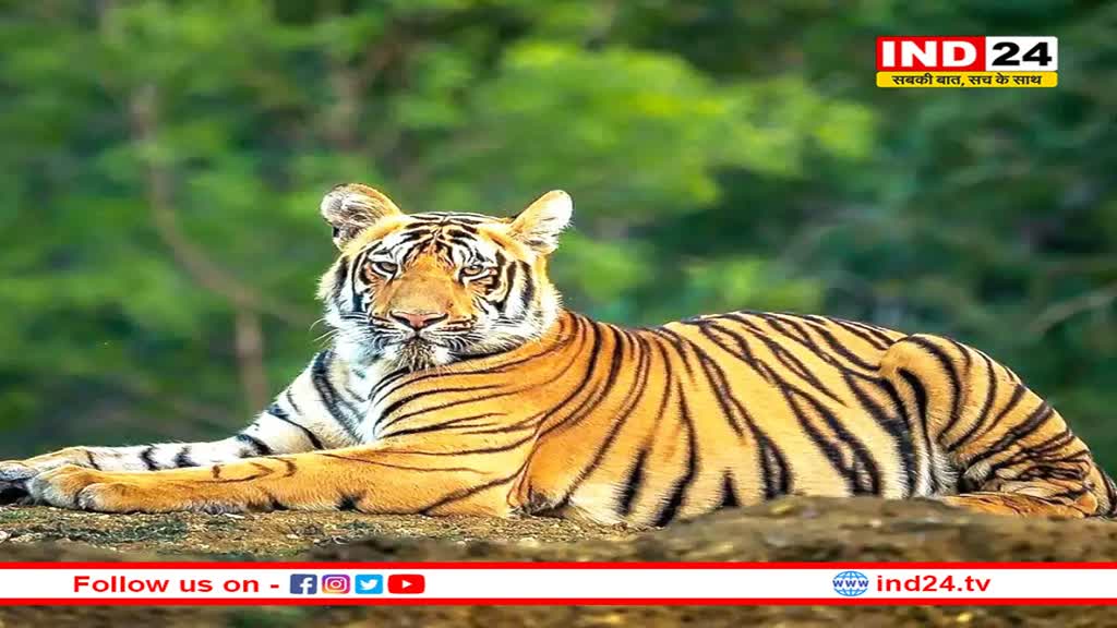 एमपी की इन खूबसूरत वादियों में होगा पहला एक्सक्लूसिव टाइगर ब्रीडिंग सेंटर