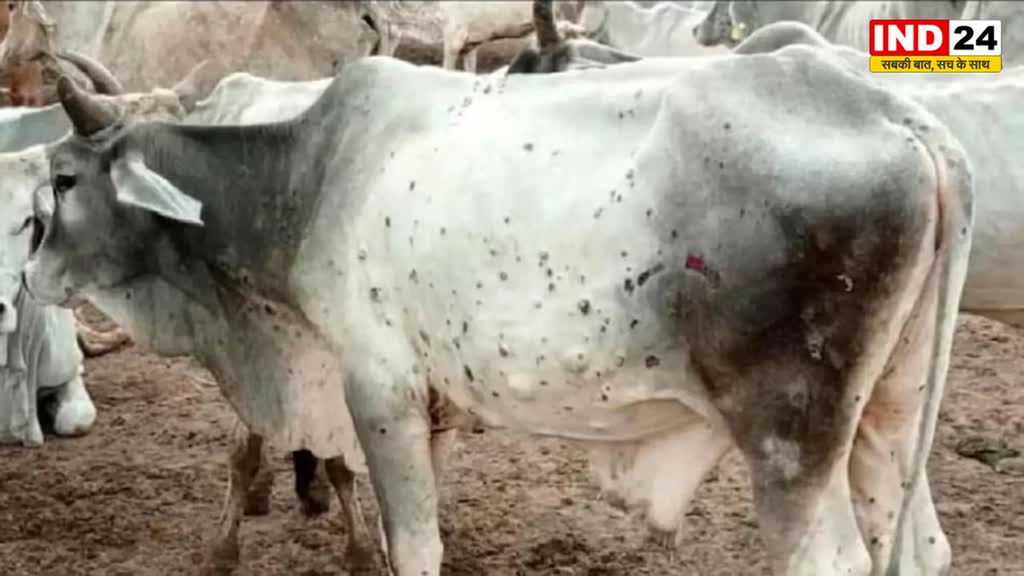 MP में लंपी वायरस का कहर,  33 जिलों में 2,333 एक्टिव केस