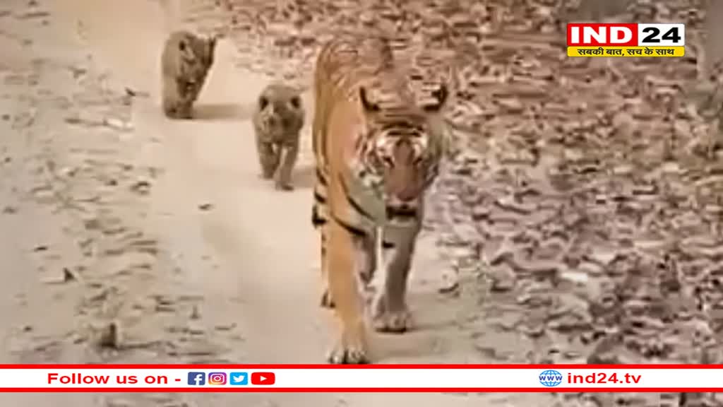 एमपी में बढ़ा बाघों का कुनबा, पेंच टाइगर रिजर्व में 2 शावकों के साथ नजर आई बाघिन