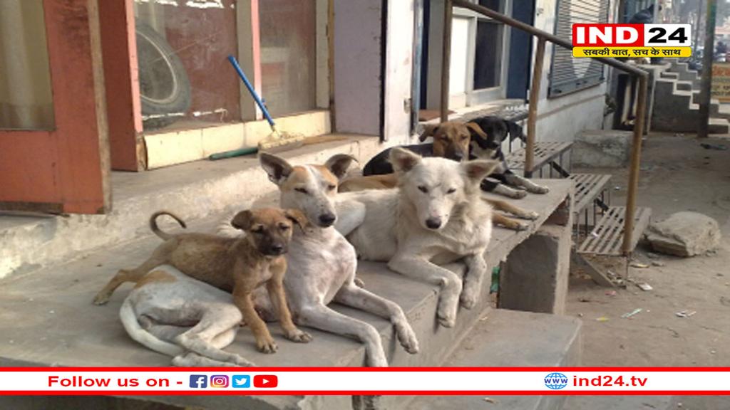 MP में स्ट्रीट डॉग्स पर लगेगी ‘माइक्रोचिप’