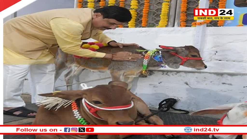 दिवाली पर CM डॉ. मोहन यादव ने की गौ सेवा