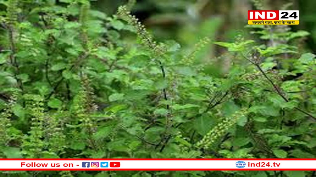 तुलसी के पौधे के नीचे भूलकर भी न रखें ये चीजें, रूठ जाती हैं मां लक्ष्मी