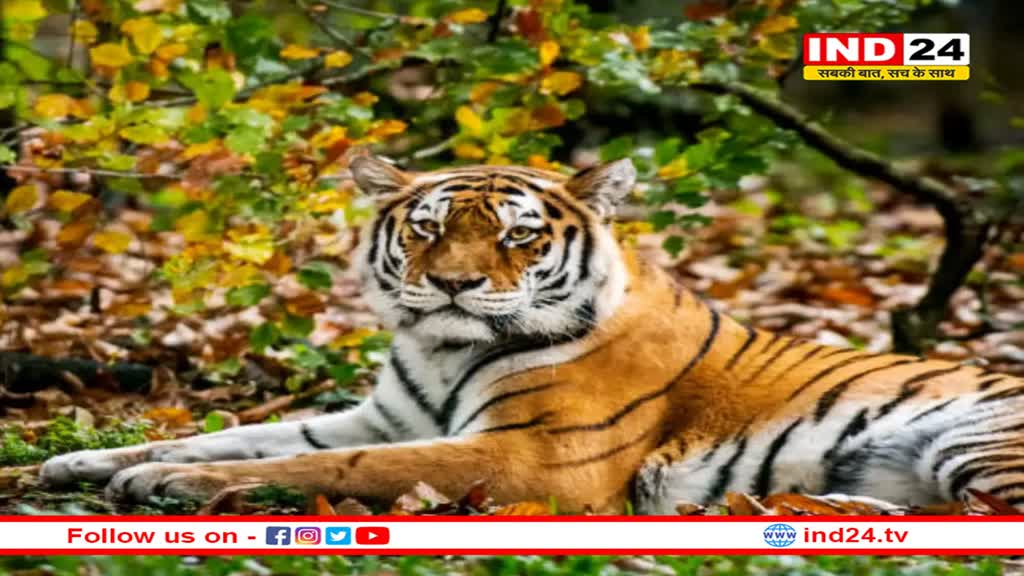 वाइल्ड लाइफ लवर्स के लिए खुशखबरी, टाइगर स्टेट MP में अब 7 नहीं 9 टाइगर रिजर्व