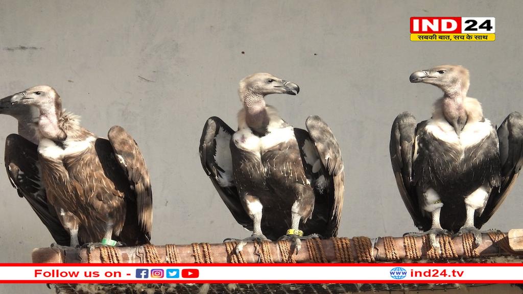 भोपाल के केरवा गिद्ध प्रजनन केंद्र से 6 गिद्ध प्राकृतिक वातावरण में छोड़े गए
