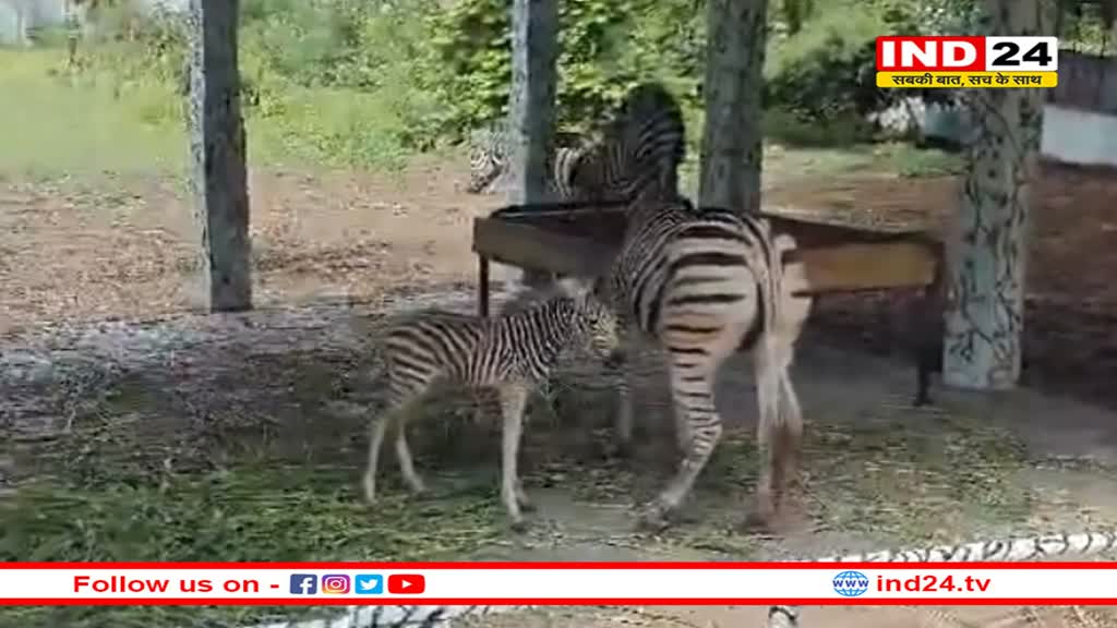 इंदौर के चिड़ियाघर में पहली बार हुआ अफ्रीकन जेब्रा का जन्म, कुछ घंटों में ही पैरों पर खड़े होकर की चहलकदमी 