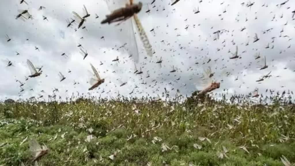 Locust Attack: राजस्थान में फिर लौटा लोकस्ट अटैक का खतरा, बीकानेर में सर्वे के दौरान मिलीं टिड्डियां