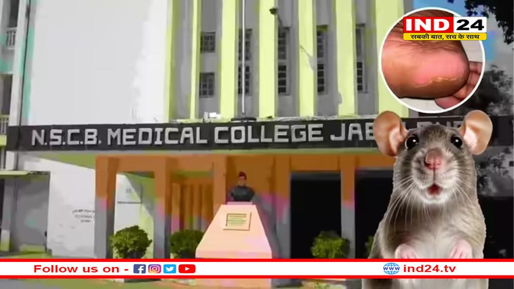 इंदौर के बाद अब जबलपुर के अस्पताल में चूहों का आतंक