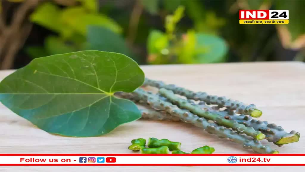 Health Tips: डायबिटीज के मरीजों के लिए रामबाण है गिलोय, जरूर करें इसे डाइट में शामिल 