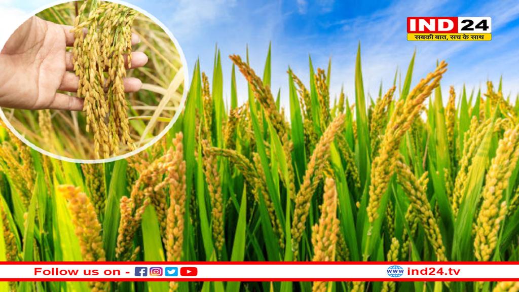 MP में धान किसानों को बड़ी राहत, सरकार ने दी पंजीयन में छूट