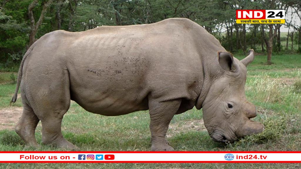 गैंडे की नई प्रजाति की पहचान, विज्ञानियों ने यूरिनोसेरोस सोंडाइकस रखा नाम