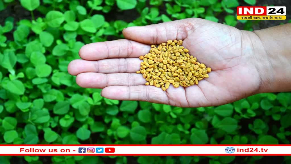 Fenugreek: मेथीदाने का जरूरत से ज्यादा सेवन होता है हानिकारक, इन समस्याओं को दे सकता है बढ़ावा