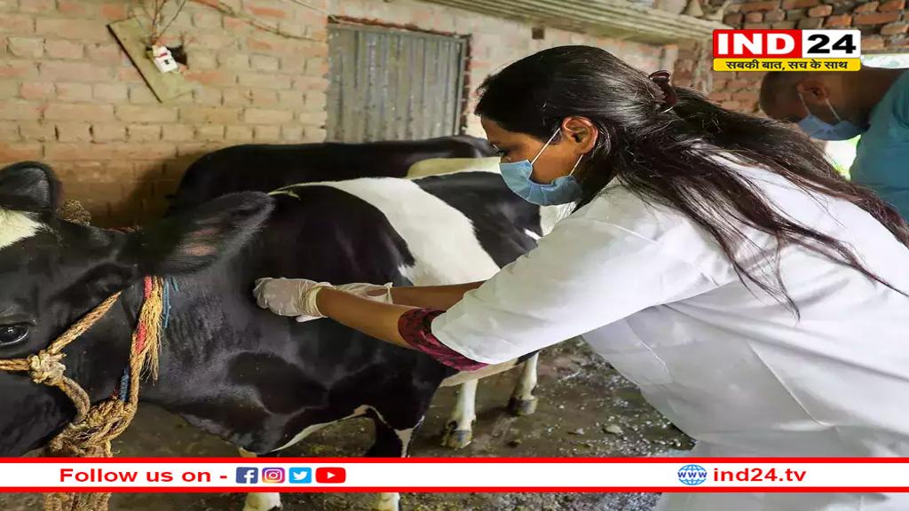 अब बचा सकेंगे मवेशियों की जान, भारत बायोटेक के टीके को CDSCO की मंजूरी