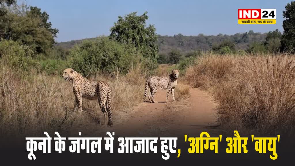 कूनो के जंगल में आजाद हुए, अग्नि और वायु...