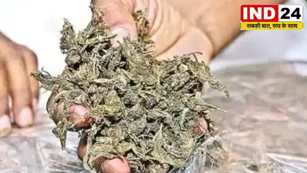 Raipur News : 01 किलो 800 ग्राम गांजा जब्त,गांजे के तस्करी कर रहे 1 तस्कर गिरफ्तार