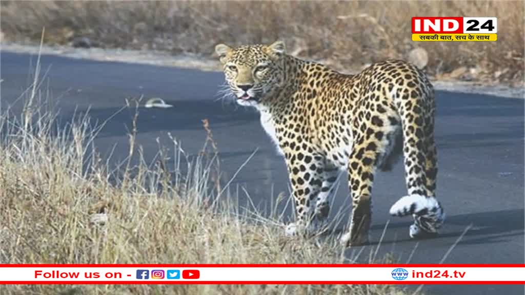 भारत में तेंदुओं की सबसे ज्यादा आबादी मध्य प्रदेश में, देश में हैं कुल 13874 तेंदुआ