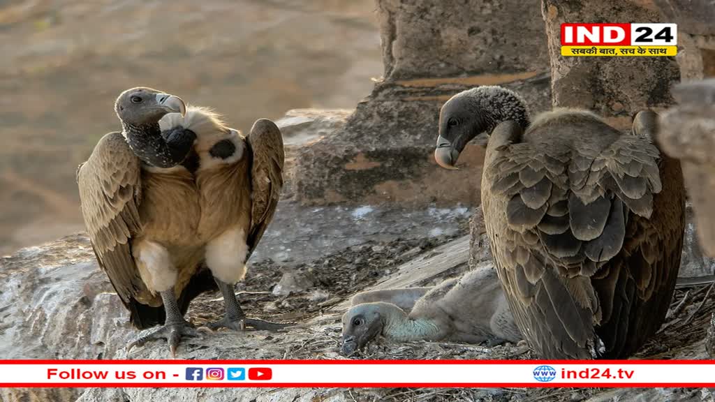 गिद्धों को भाती है बुंदेलखंड की आबोहवा, रानी दुर्गावती टाइगर रिजर्व में भी होगा संरक्षण