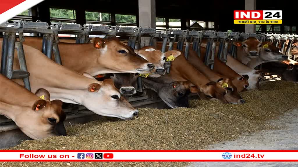 पशुपालकों के लिए खुशखबरी, प्रदेश के सभी जिलों में बनेंगे डेयरी स्टेट, पशुपालकों को विकसित प्लॉट देगा विभाग
