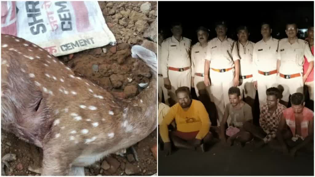 CG News : जंगल से भटक कर लोगों के बीच पहुंचा चीतल,  ग्रामीणों ने किया शिकार, अब खाएंगे जेल की हवा.....