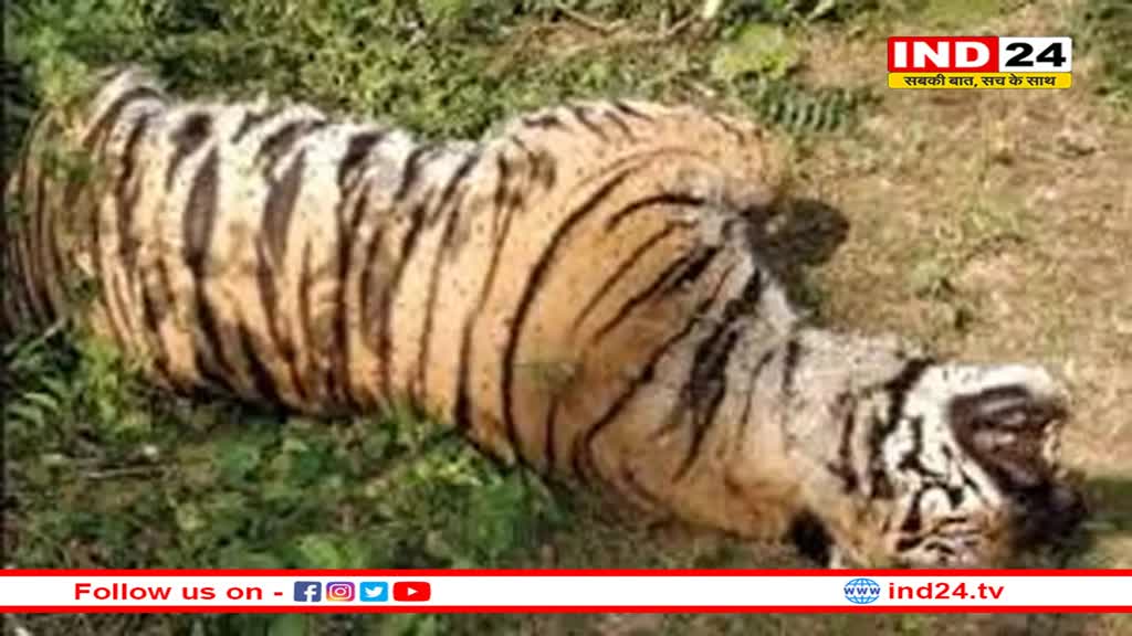 बांधवगढ़ टाइगर रिजर्व में फिर एक बाघ की मौत, जांच जारी