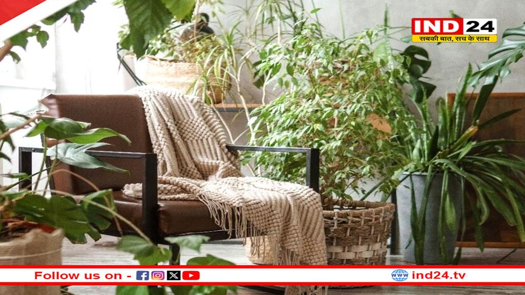 घर में बढ़ते प्रदूषण को करें कम, बिना एयर प्यूरीफायर हवा शुद्ध करें