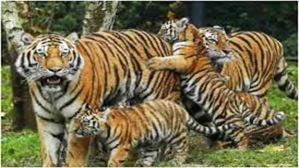 CG NEWS :  छत्तीसगढ़ में घटते बाघ, 19 से घटकर हुई 17