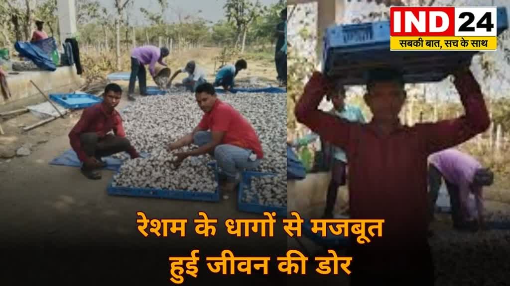 CG News :  बिलासपुर के किसान , अब रेशम के धागों से मजबूत हुई जीवन की डोर.....