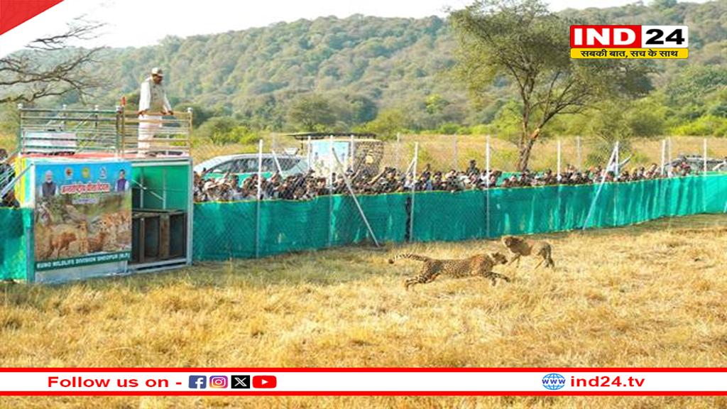 राज्य की समृद्ध वन संपदा में चीता मुकुटमणि और कोहिनूर के समान- मुख्यमंत्री डॉ.  मोहन यादव