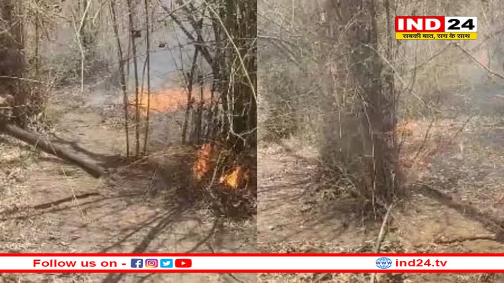 बांधवगढ़ टाइगर रिजर्व के जंगल में लगी आग, बीटीआर टीम ने पाया काबू