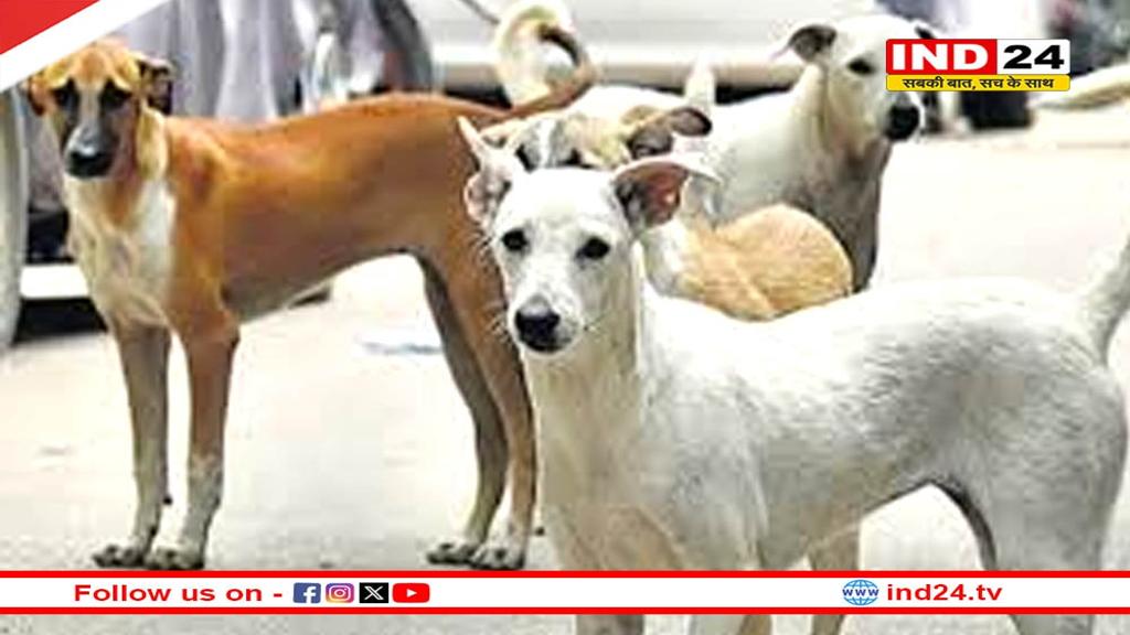 इंदौर हाईकोर्ट ने स्ट्रीट डॉग नसबंदी को लेकर नगर निगम को लगाई फटकार