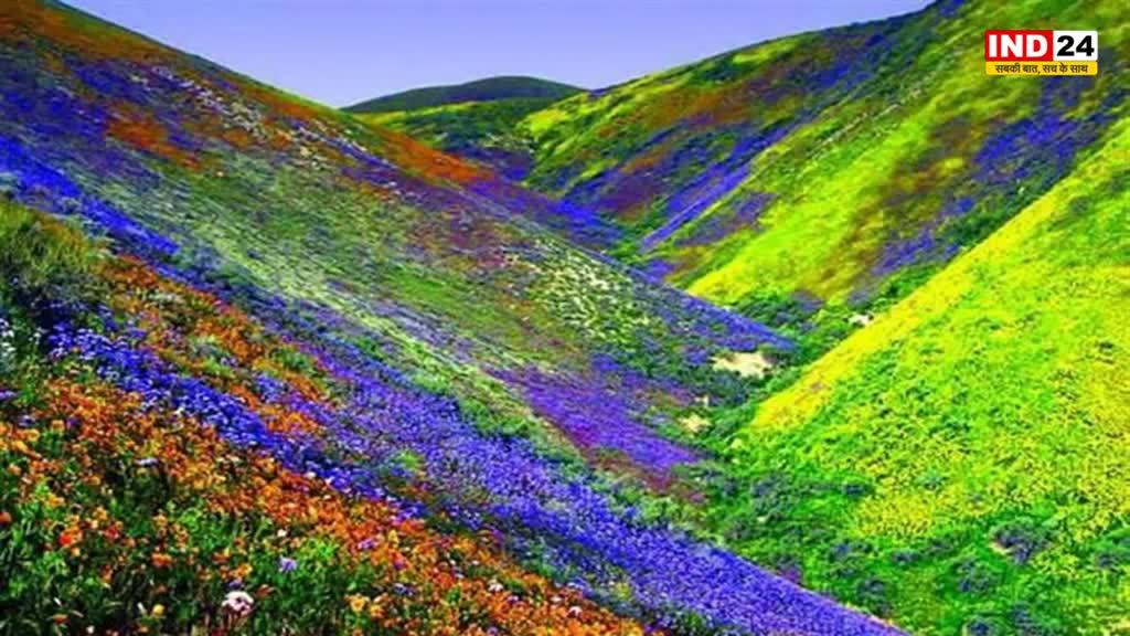 Flower Vally : कम बर्फबारी से विश्व धरोहर फूलों की घाटी राष्ट्रीय पार्क का ईको सिस्टम हुआ प्रभावित