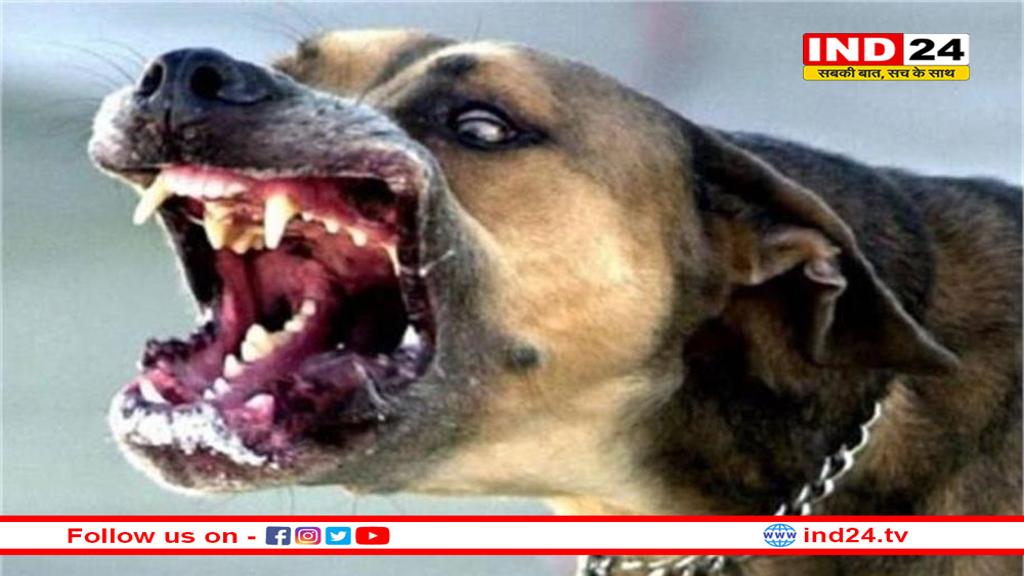 अलीराजपुर: पागल कुत्ते ने एक दिन में 33 लोगों को काटा
