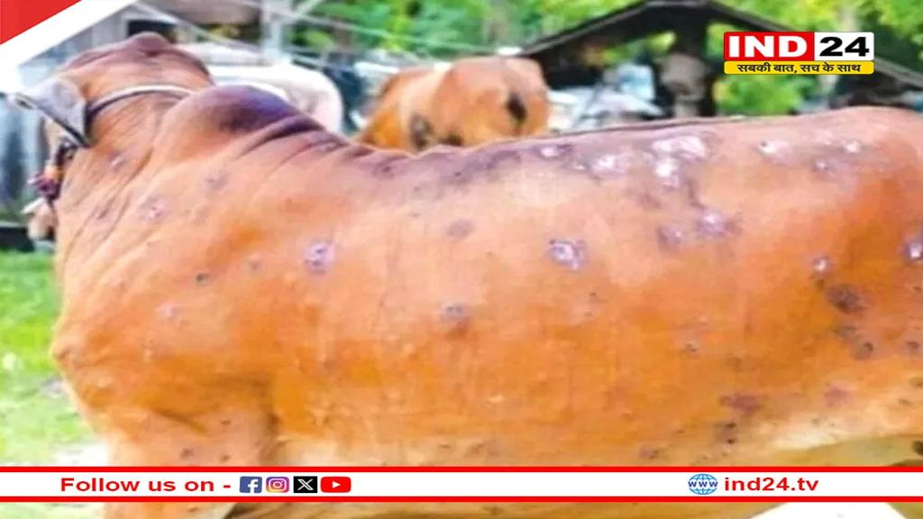 लंपी वायरस अलर्ट: पशुपालकों में डर, विभाग ने जारी की एडवाइजरी