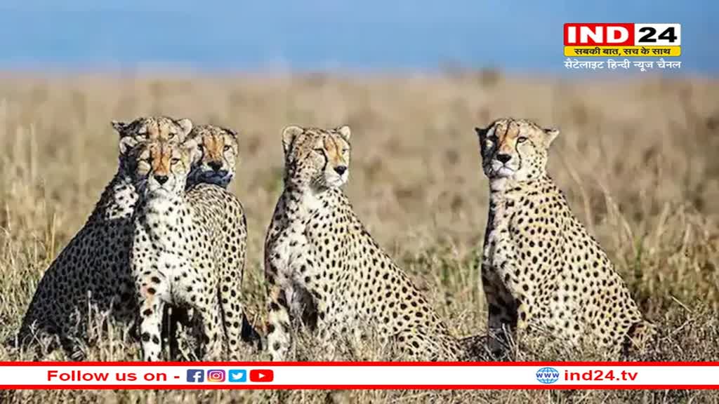 MP News: जोर शोर से मध्यप्रदेश लाए गए चीतों में से दूसरे चीते उदय की रविवार को मौत