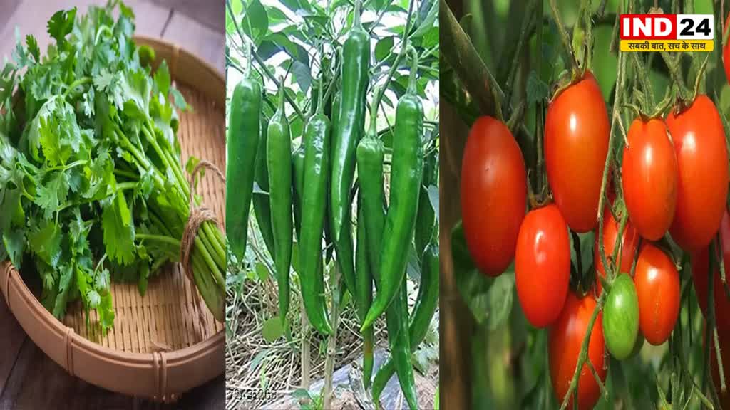 धनिया और मिर्ची ने टमाटर को पछाड़ा, बाज़ार में ये भाव 